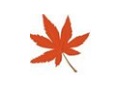 枫叶HD视频转换工具全能版